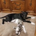 /album/photo-gallery-trixies-puppies/sadie-and-mia-jpg/